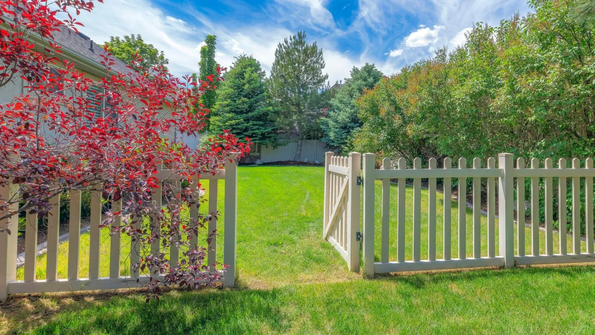 White picket fence gates with red foliage and green lawn in residential yard